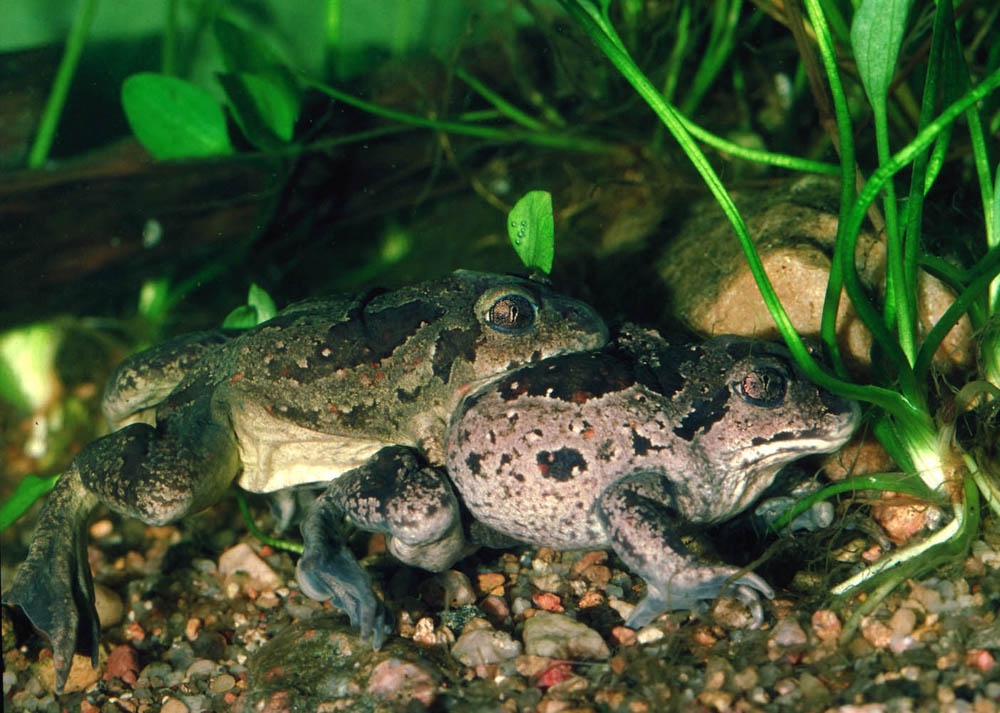 Blauer Baumsteiger Frosch (Forum für Naturfotografen)