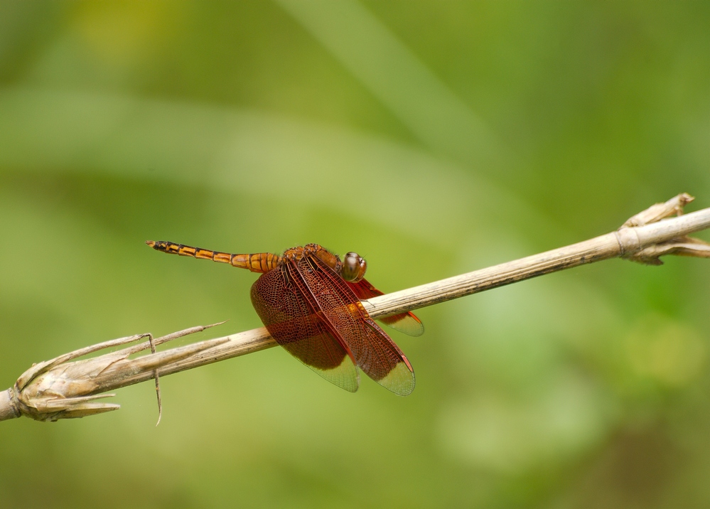 Neurothemis ramburii