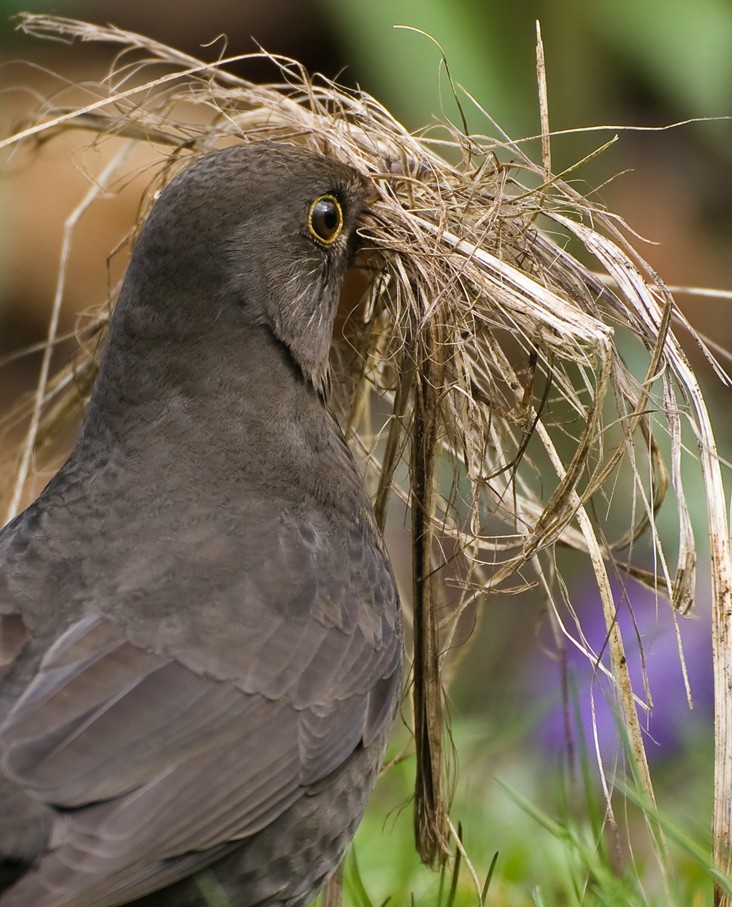 Die fleißige Amsel..