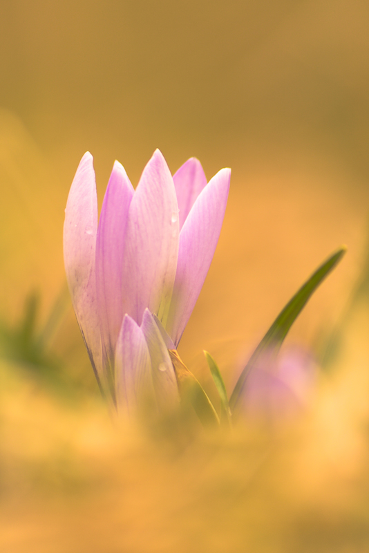 (Wild)krokusblüte