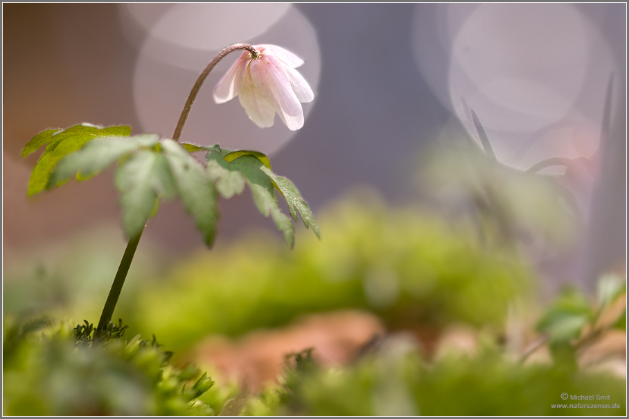 Buschwindröschen (Anemone nemorosa)