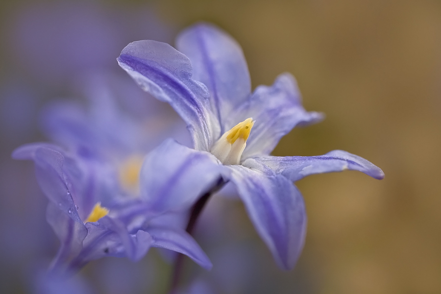 Blaue Sternchen