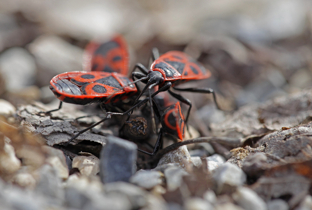 Gemeine Feuerwanze (Pyrrhocoris apterus)