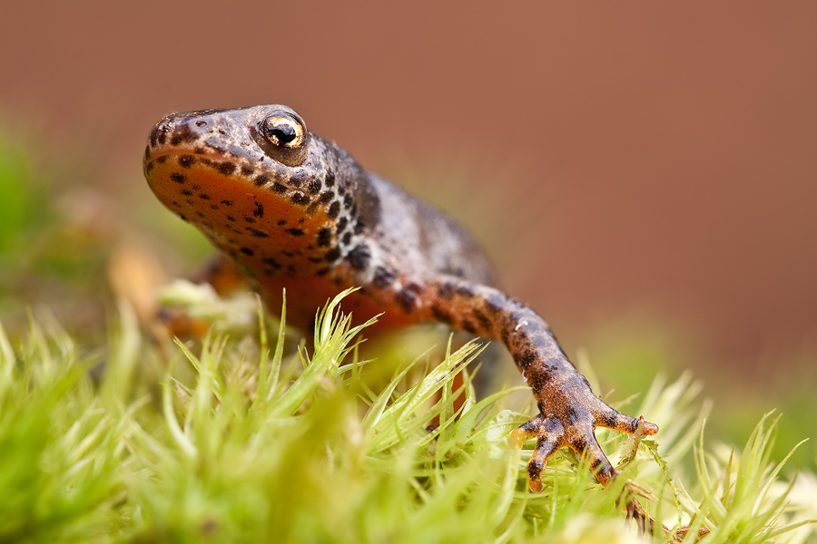 Bergmolch oder Alpenmolch (Triturus alpestris)