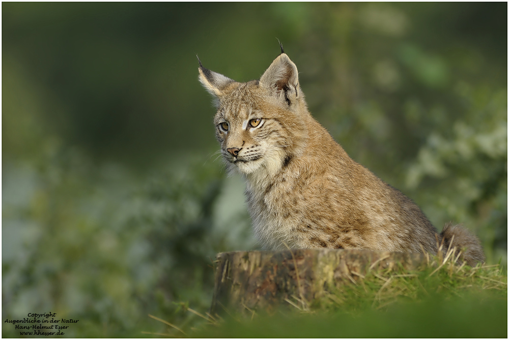 Luchs (Lynx lynx)