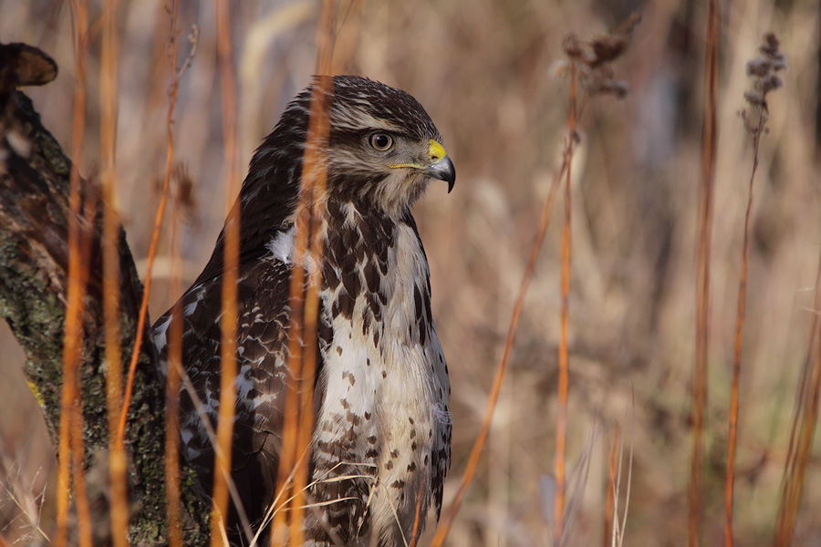 Bussard - Gut zu Fuß?