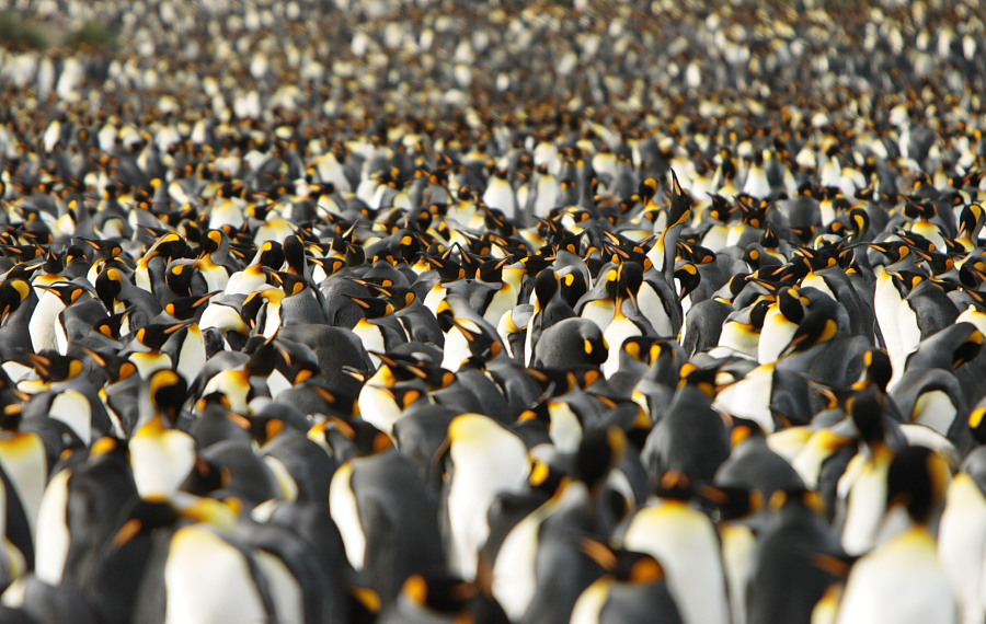 King Penguin Colony, Salisbury Plain, Süd Georgien