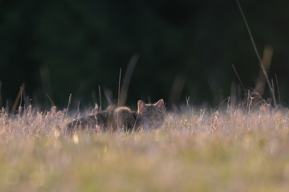 Wildkatze (kein Aprilscherz)