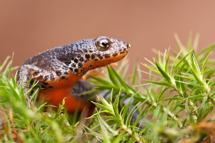 Bergmolch II (Triturus alpestris)