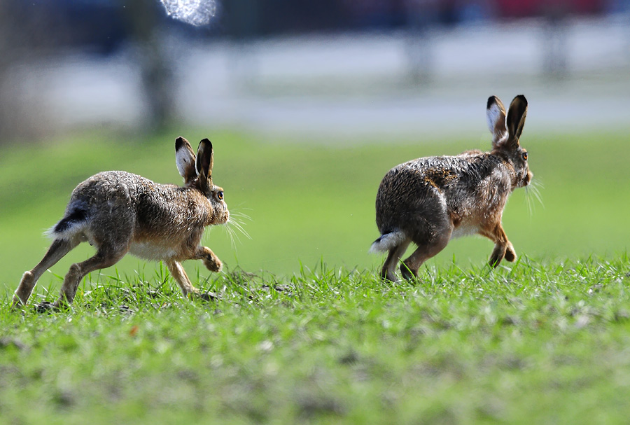 Mit Vollgas Richtung Ostern