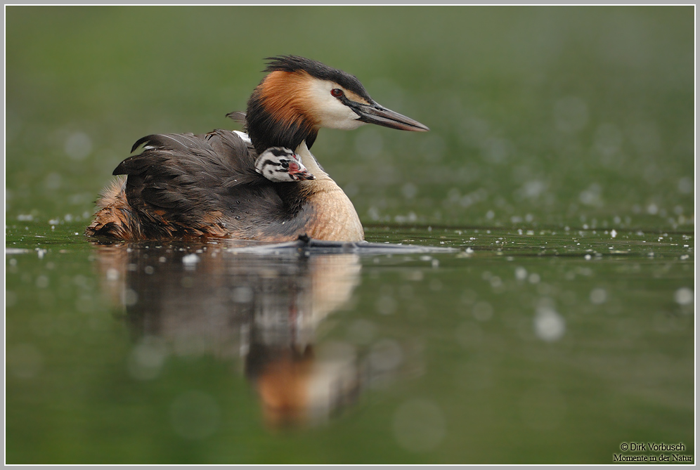 Haubentaucher (Podiceps cristatus)