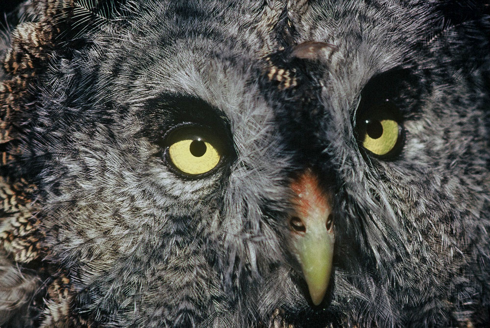 Portrait eines Bartkauzes im Zoo