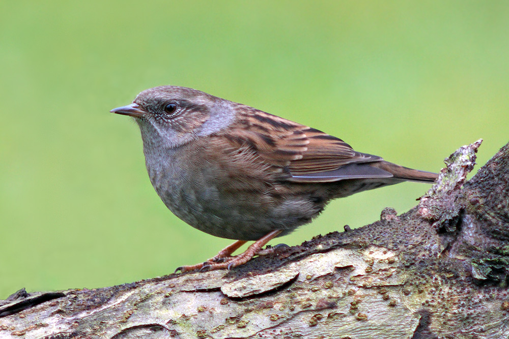 Heckenbraunelle (Prunella modularis)