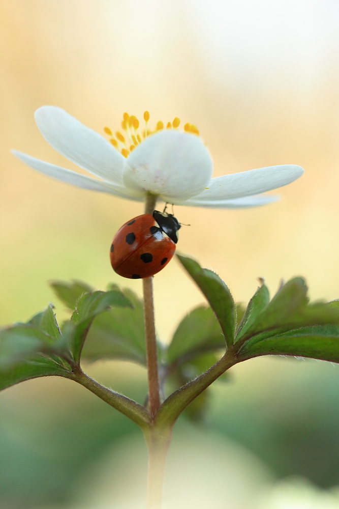 Anemone nemorosa + Coccinellidae