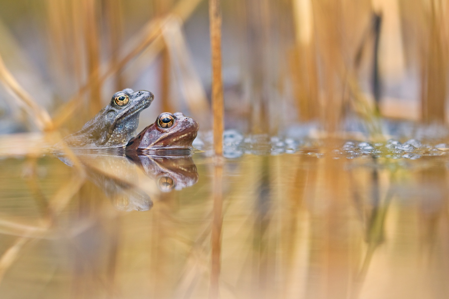 Moorfroschpaar