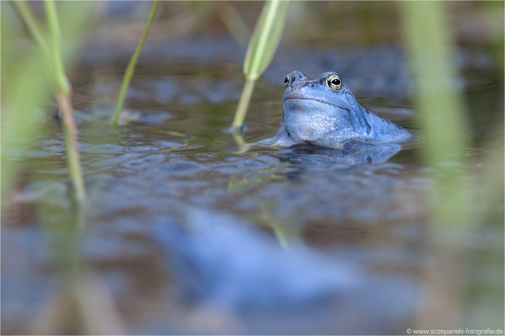 Moorfrosch (Rana arvalis)