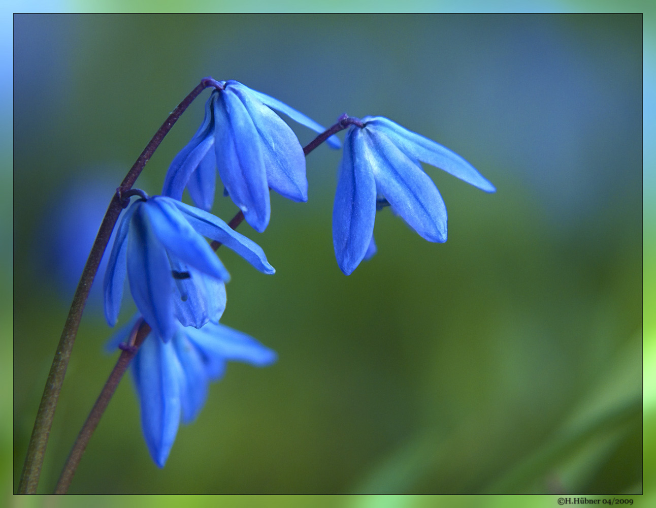 Blausternchen im Abendlicht