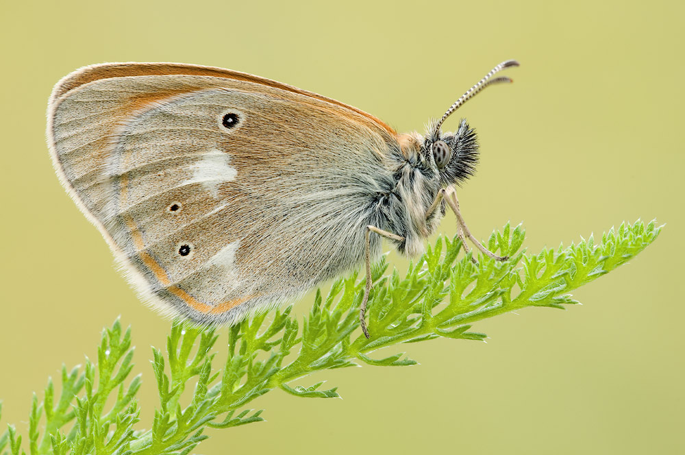 Kleiner Waldvogel