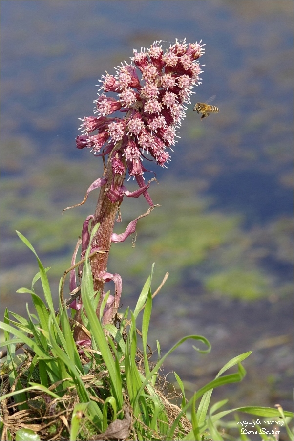 Pestwurz (Petasites hybridus)  Wildlife