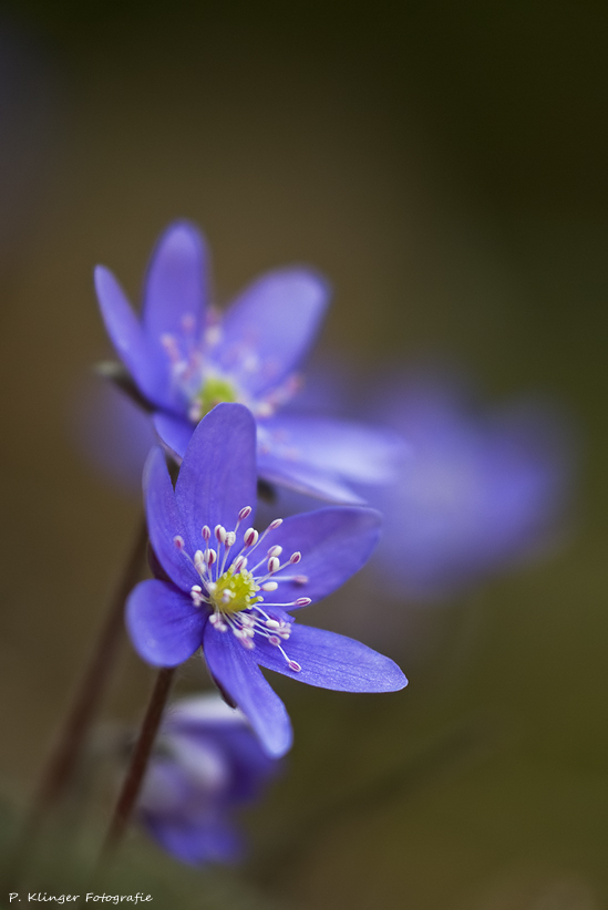 Hepatica nobilis HF