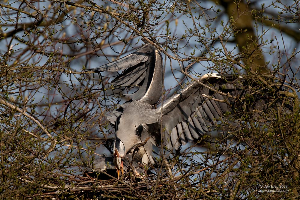 Übergriff - Graureiher (Ardea cinerea)