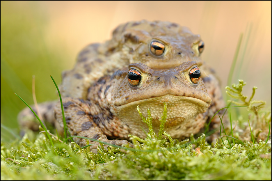 Erdkröten (Bufo bufo)