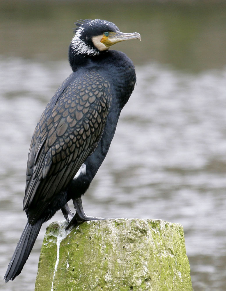 Kormoran im Prachtkleid