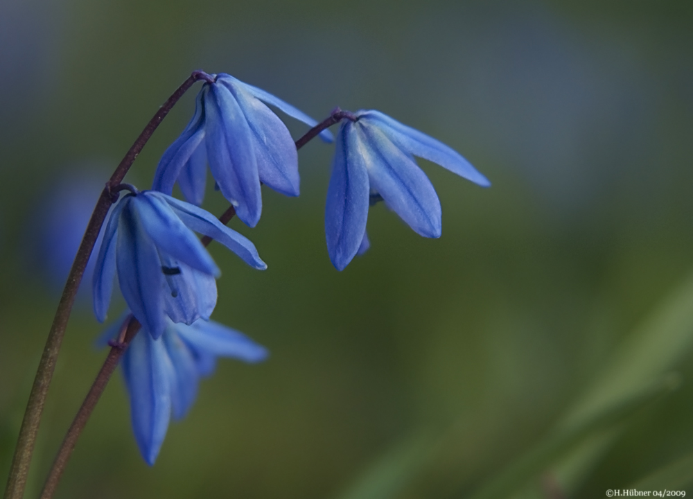 Blausternchen  Version 2