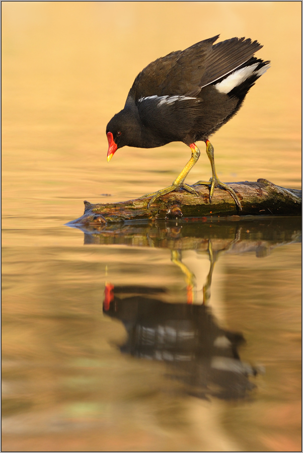 Teichralle (Gallinula chloropus)