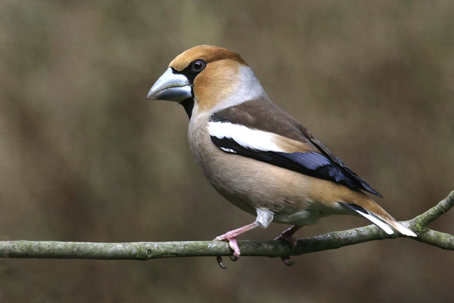 Ein strenger Herr, Kernbeißer, Coccothraustus coccothraustus