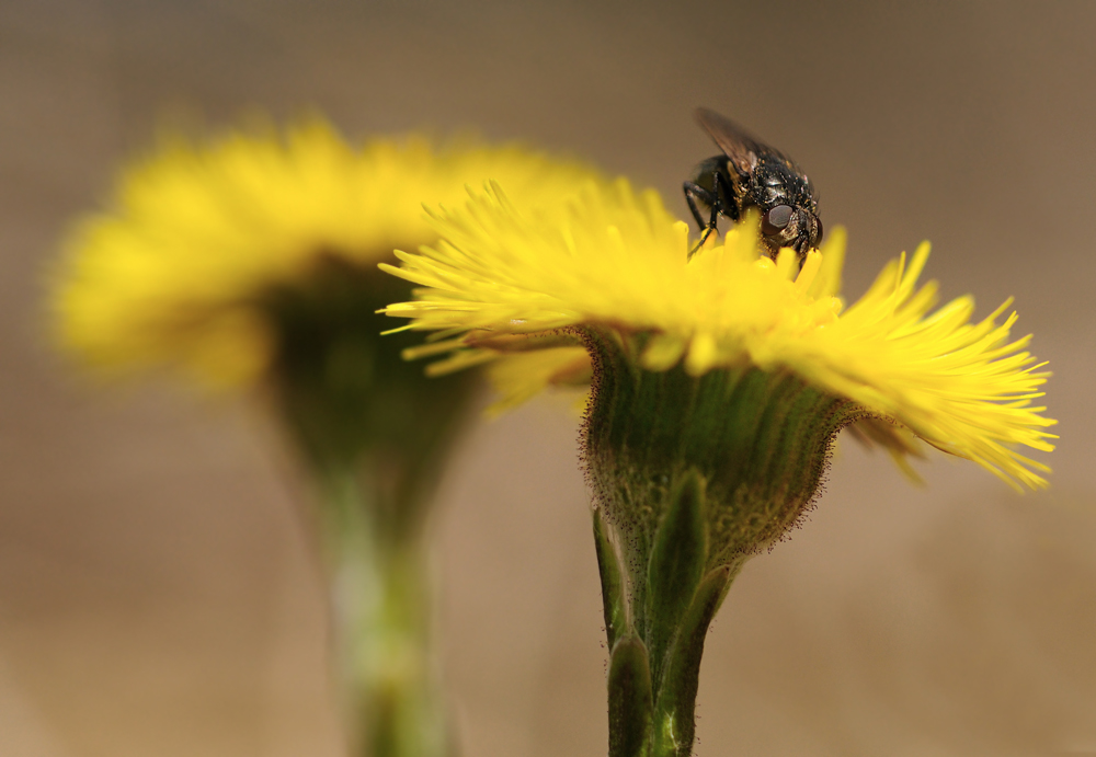 TUSSI (lago) MIT BESUCHER