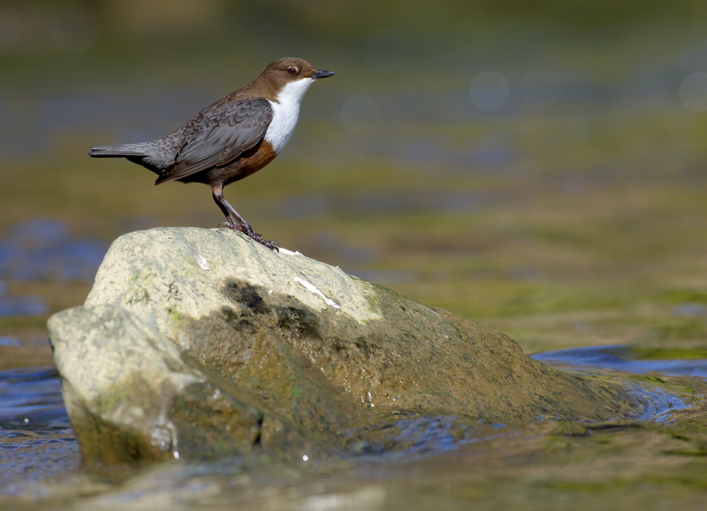 wasseramsel