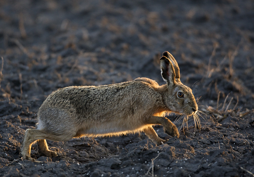 Osterhase bei der Eiersuche