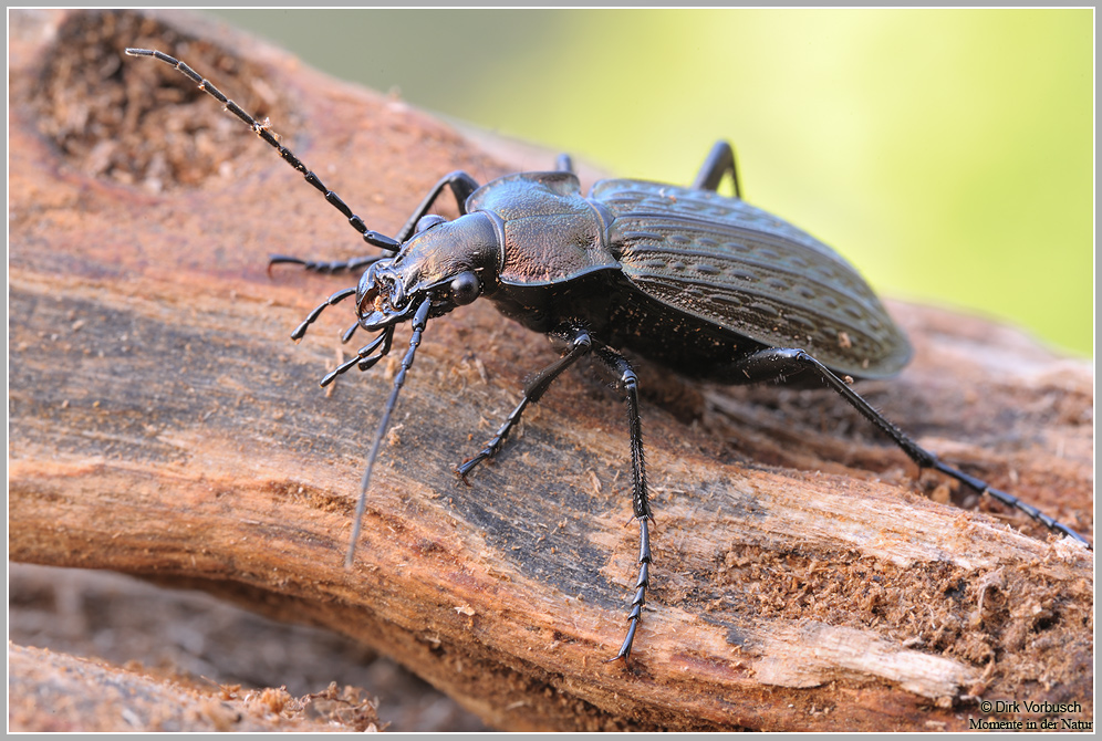 Gekörnter Laufkäfer (Carabus granulatus)