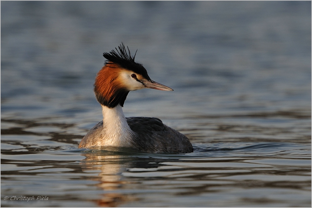 Haubentaucher (Podiceps cristatus)