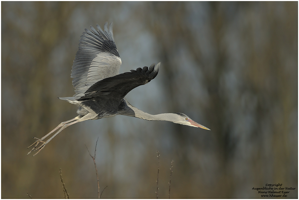 Graureiher (Ardea cinerea)