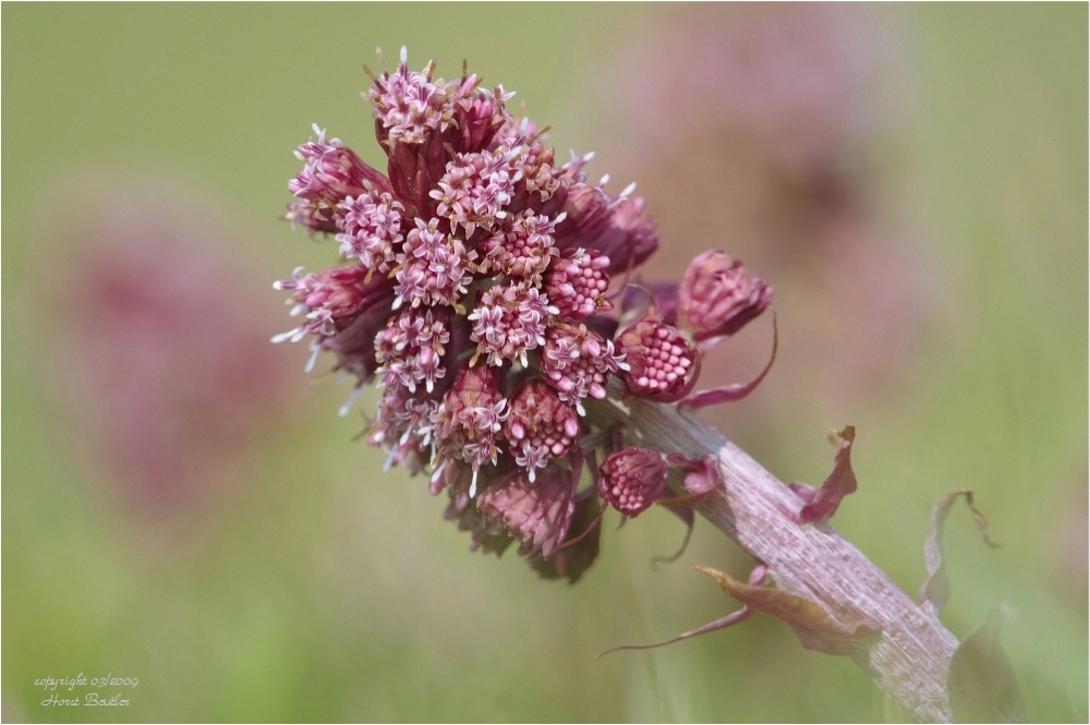Pestwurz   (Petasites hybridus)    Wildlife