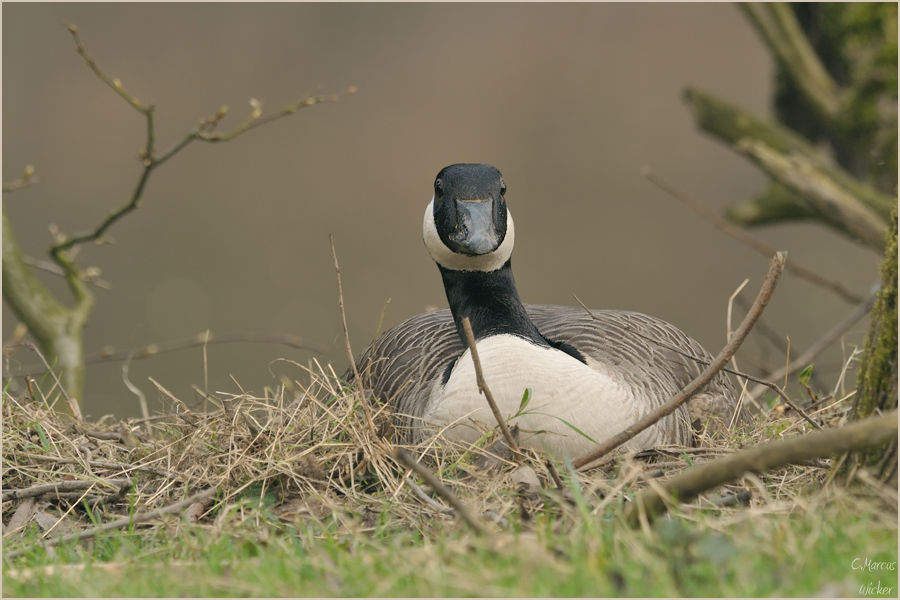 Nestwache...