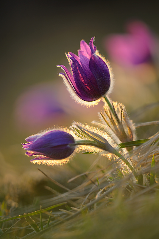 Pulsatilla 2009
