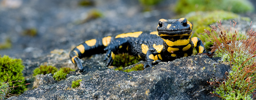 Feuersalamander