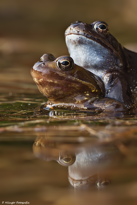 Rana temporaria