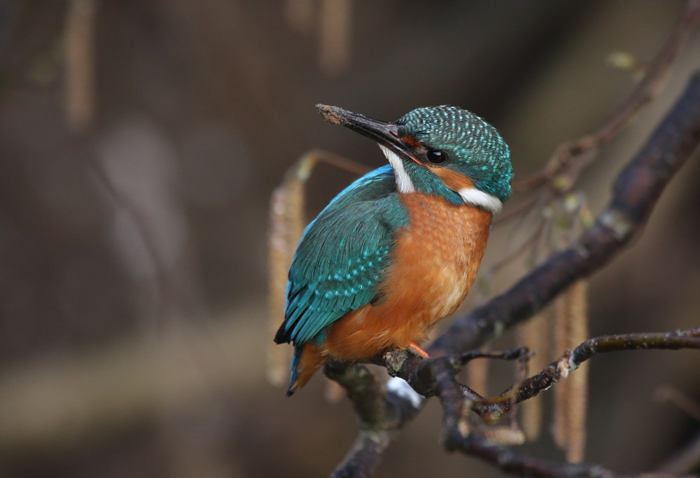 Eisvogel