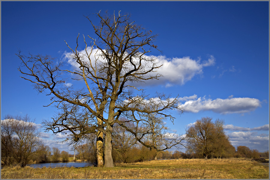 Eichen im Vorfrühling