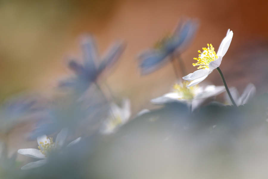 Kinder des Lichtes