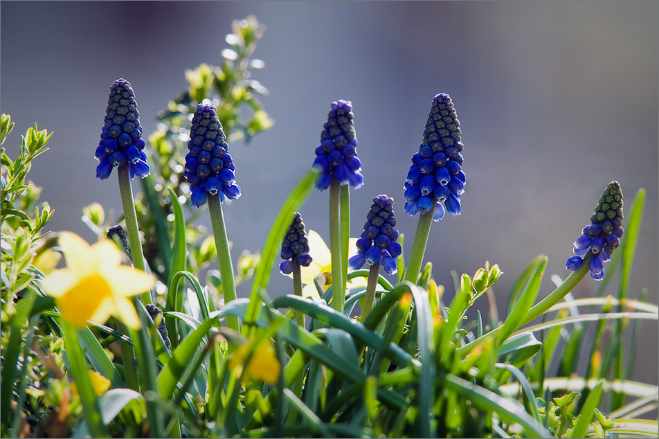 ...Frühling...