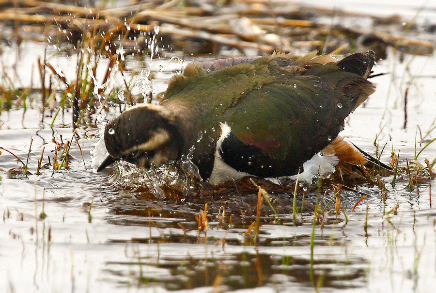 Schnabel waschen ...