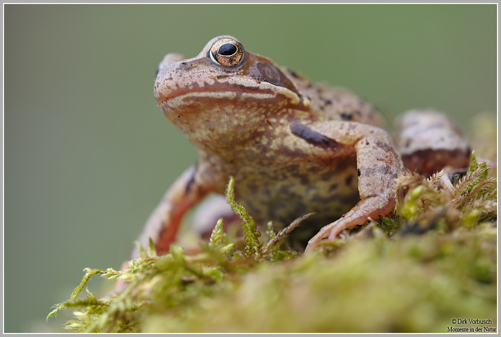 Grasfrosch (Rana temporaria)