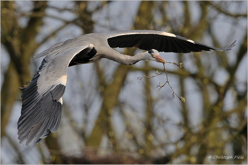 Graureiher (Ardea cinerea)