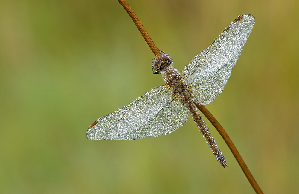 Heidelibelle