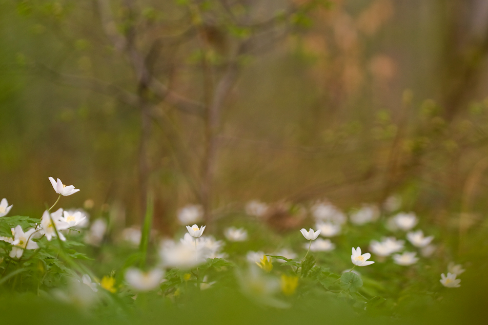 Frühling im Wald